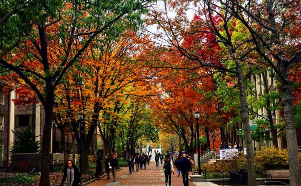 Image of fall trees on Penn's Locust Walk 